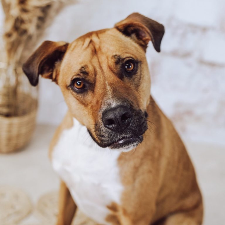 Brauner Hund mit weißer Brust sitzt und schaut süß 