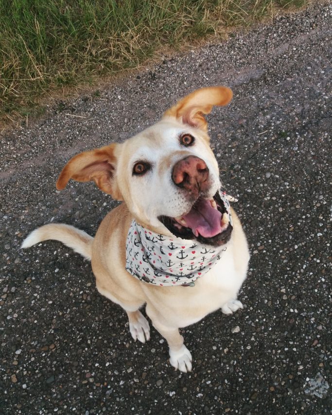 Beiger Hund mit Halstuch Brutus