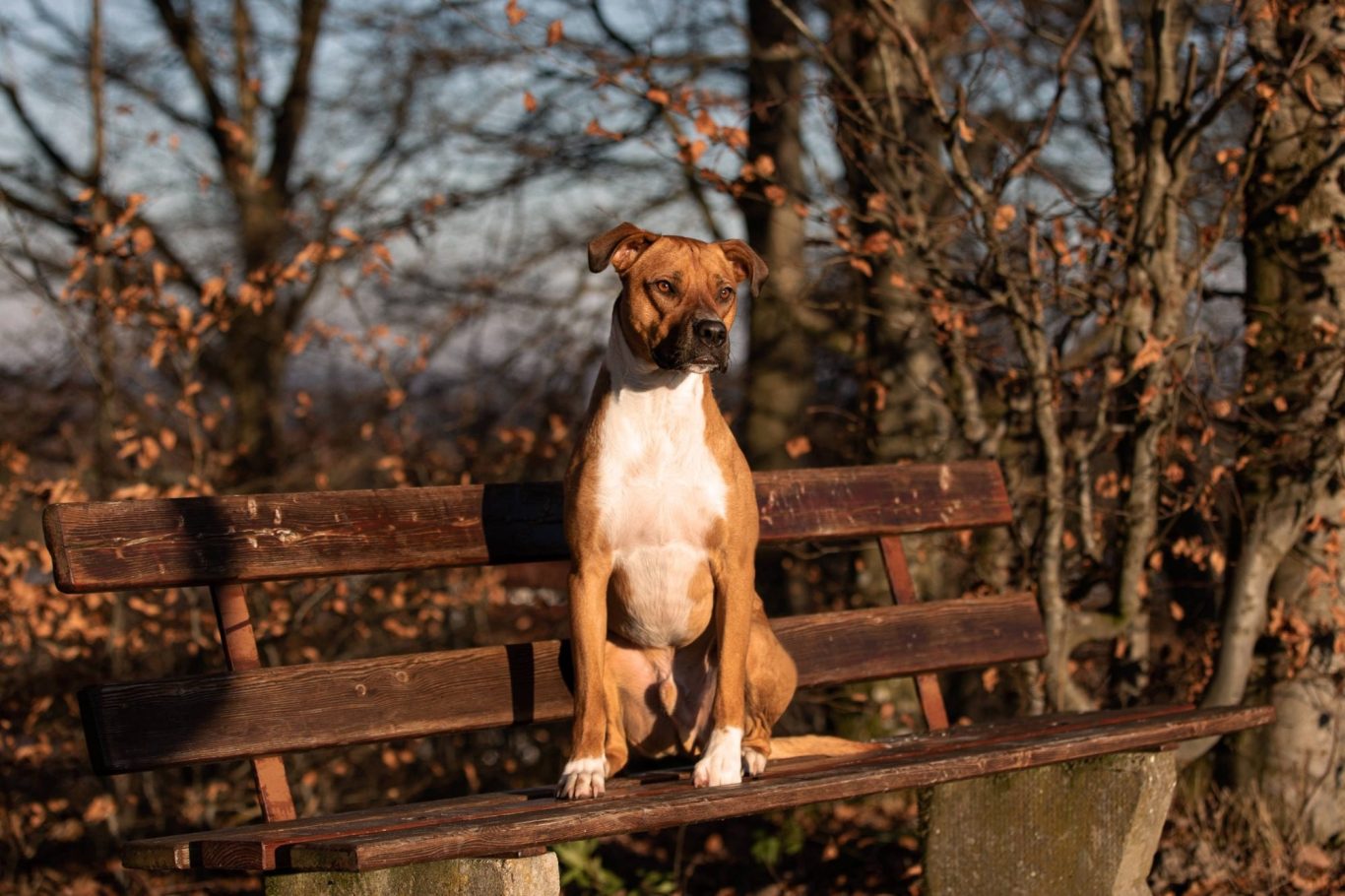 Brauner Hund sitzt auf einer Bank