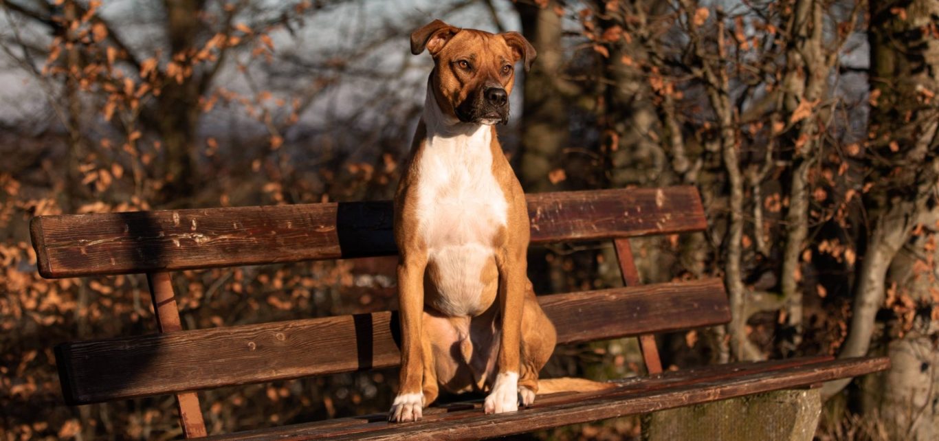 Brauner Hund sitzt auf einer Bank