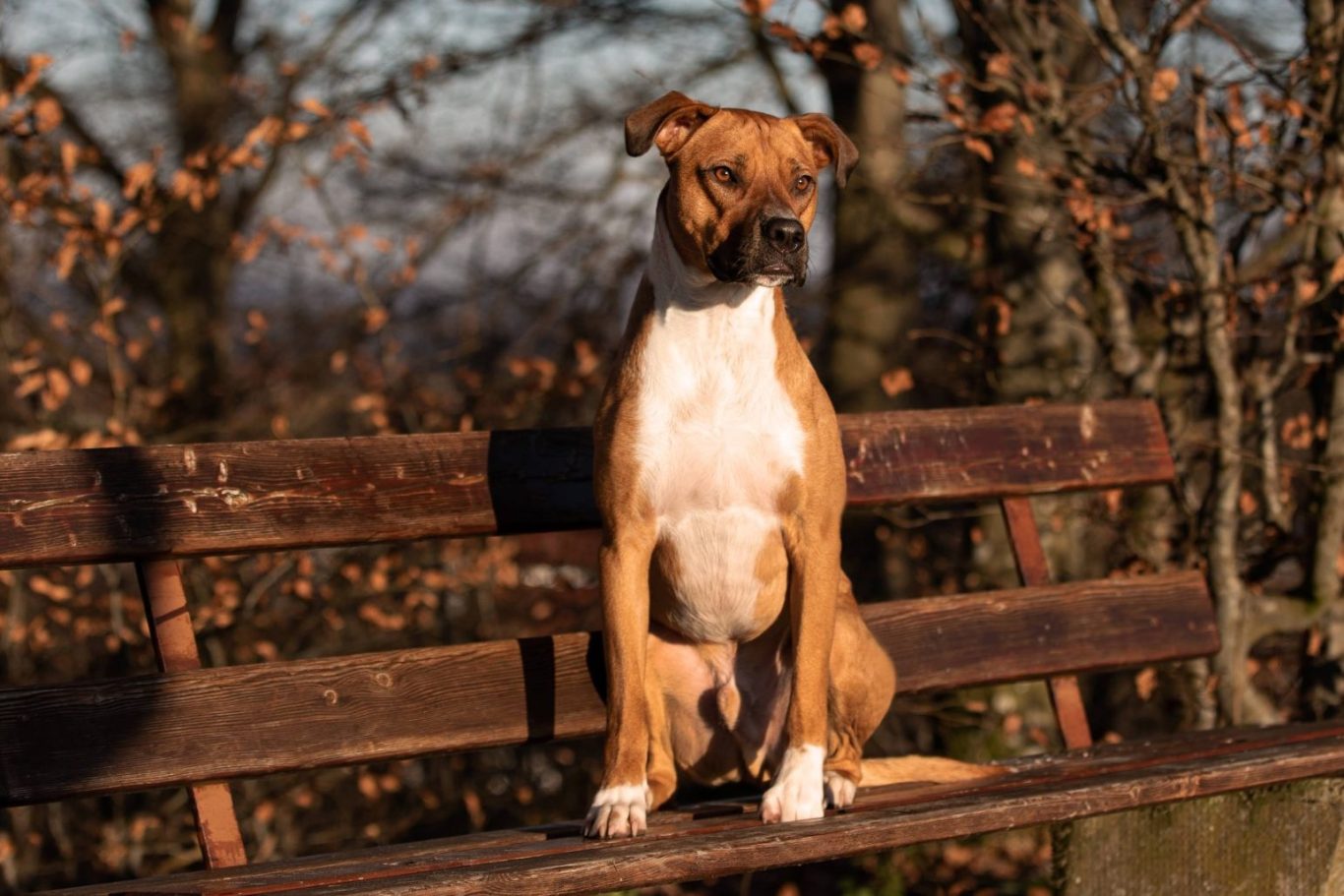 Brauner Hund sitzt auf einer Bank
