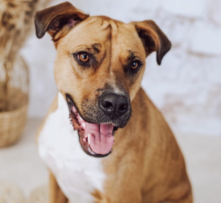 Brauner Hund mit weißer Brust sitzt und schaut süß 
