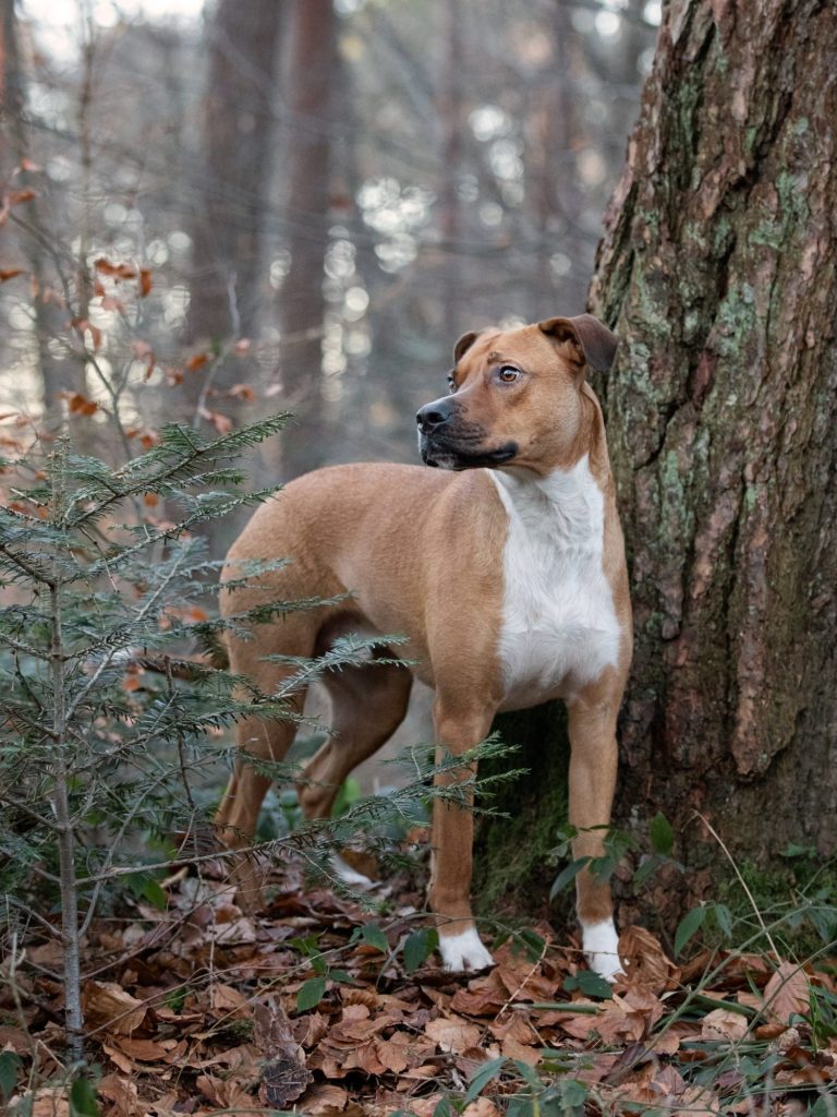 Hund steht neben Baum
