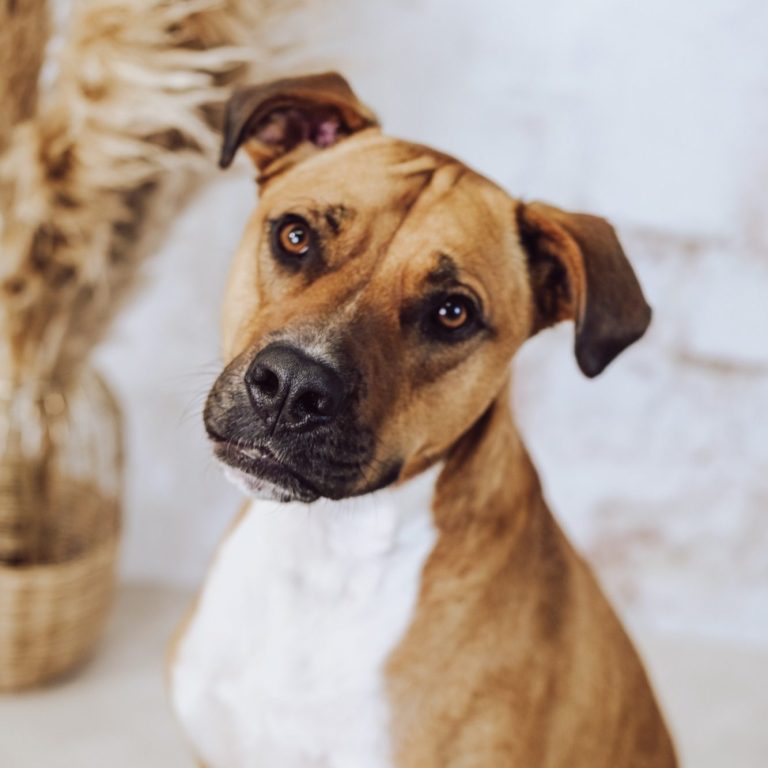 Brauner Hund mit weißer Brust sitzt und schaut süß 