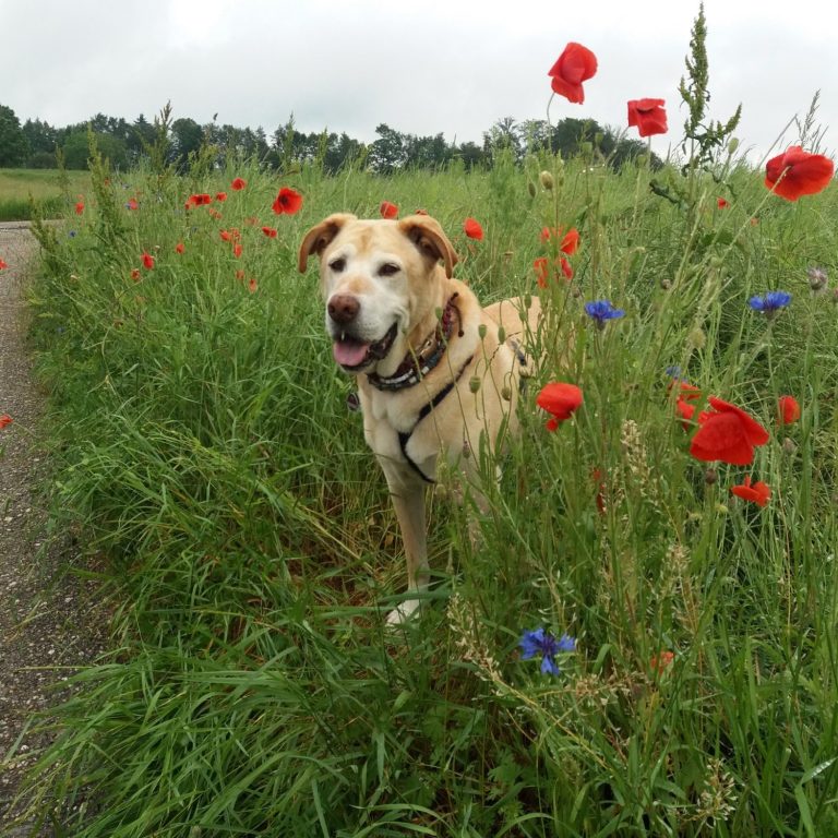 Ein brauner Hund steht fröhlich zwischen roten und blauen Blumen auf einem Feld.