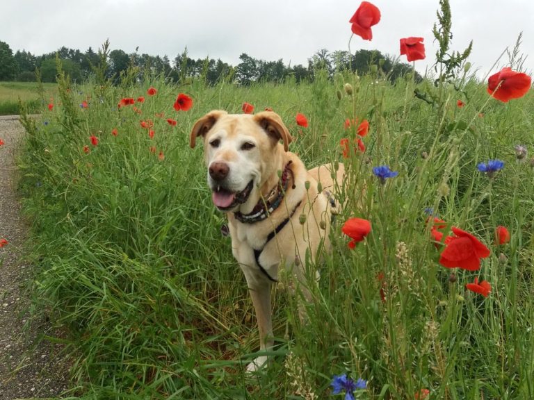 Ein gelber Hund steht in einer blühenden, bunten Wiese mit roten und blauen Blumen.