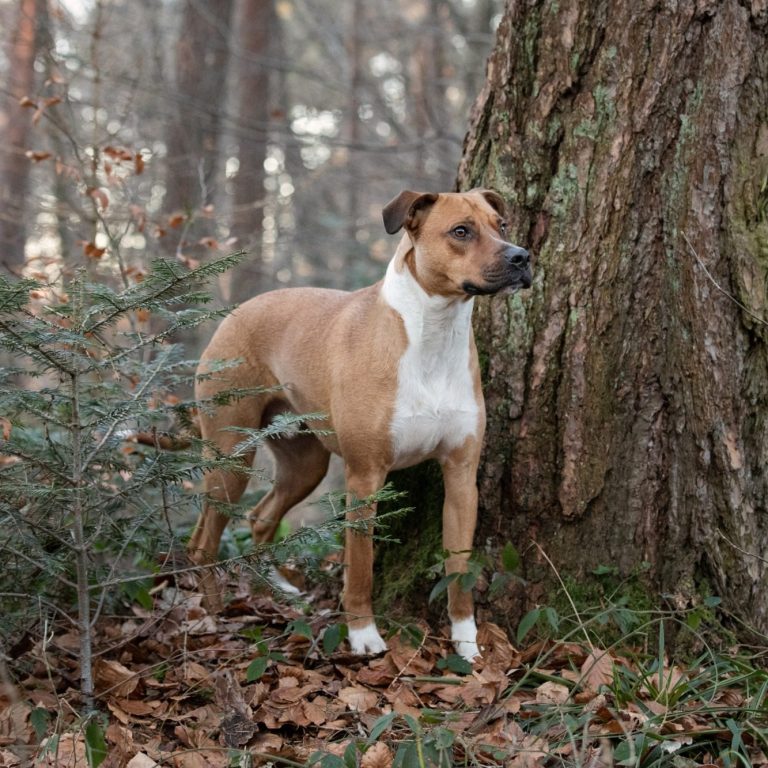 Ein brauner Hund mit weißem Brustfleck steht neben einem Baum im Wald.