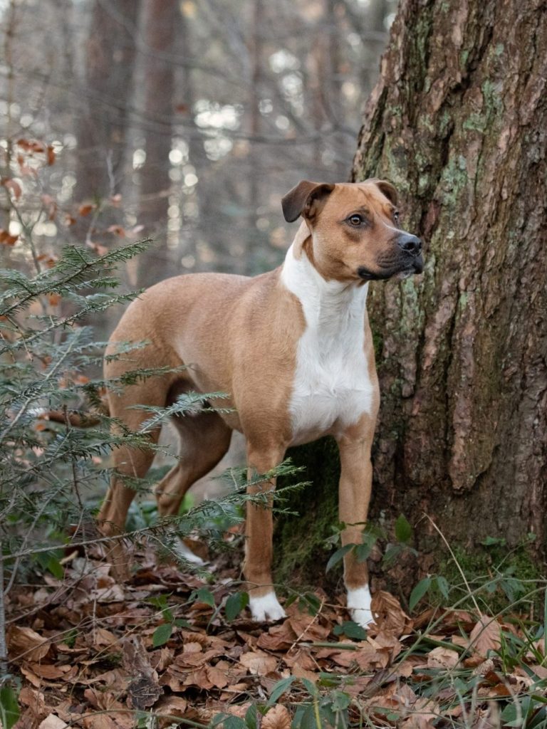 Ein brauner Hund steht an einem Baum im Wald. Ein brauner Hund steht an einem Baum im Wald.