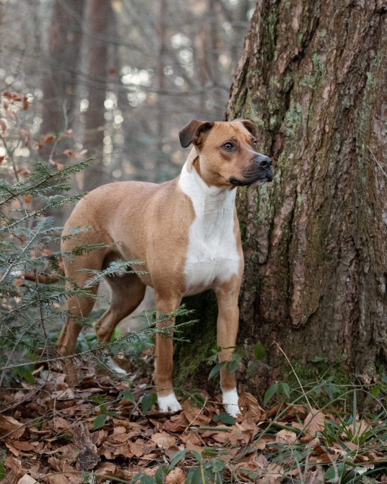 Hund steht neben Baum